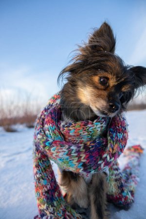 Téléchargez les photos : Un petit chien laissé dehors par temps glacial. Un chien froid assis dans la neige. Le chien était enveloppé dans une écharpe pour le garder un peu plus chaud. - en image libre de droit