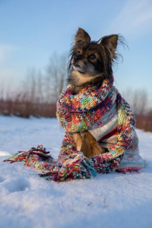 Téléchargez les photos : Le petit chien est gelé alors qu'il est assis dans la neige. Le chien porte un pull pour chien et est enveloppé dans une écharpe colorée. L'animal exécute des commandes. - en image libre de droit