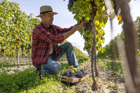 Foto de A satisfied winemaker harvests grapes in his vineyard. - Imagen libre de derechos