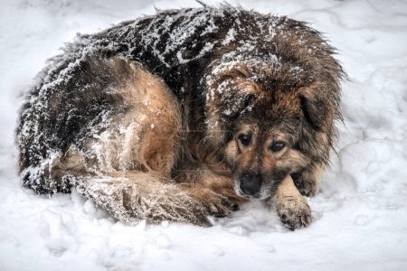 Foto de Un triste perro sin hogar yace bajo una nevada. Enfoque selectivo. - Imagen libre de derechos