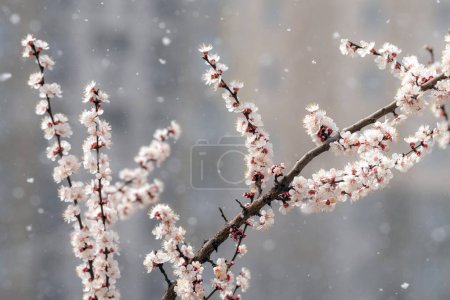 Snowfall against the background of blooming fruit tree branches. Selective focus.