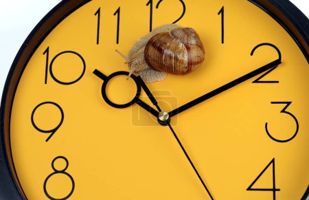 Téléchargez les photos : The snail is crawling on the clock face. Selective focus. - en image libre de droit