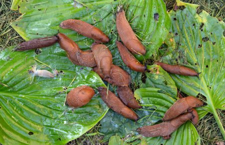 Téléchargez les photos : A large accumulation of portuguese slugs on gnawed hosta leaves. Selective focus. - en image libre de droit