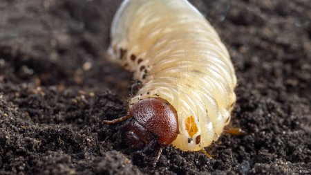 Photo for White chafer grub against the background of the soil. Larva of the May beetle. Agricultural pest. - Royalty Free Image