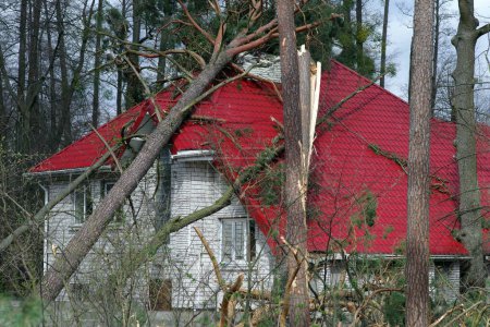 De grands arbres sont tombés sur le toit de la maison à la suite de la tempête.