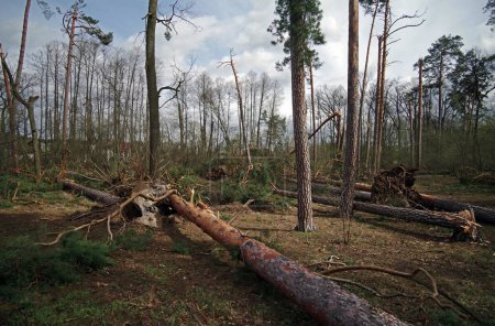 Fallen and broken trees after a hurricane.