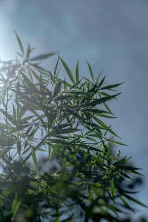 The hemp plant in the bright rays of the sun against a blue sky. Selective focus. 