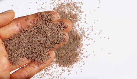 Hand holding a handful of psyllium seeds on a white background