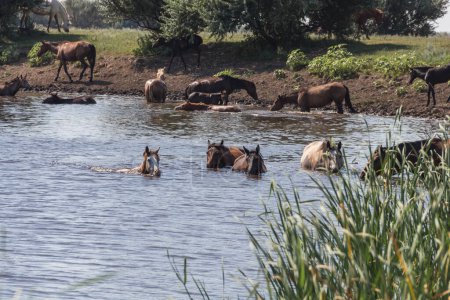 Téléchargez les photos : Un troupeau de chevaux se baignent et boivent de l'eau dans la rivière Derkul dans la région de l'ouest du Kazakhstan. Les chevaux nagent dans la rivière - en image libre de droit