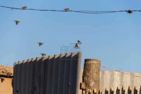 Téléchargez les photos : Moineaux oiseaux volant et assis sur des fils électriques - en image libre de droit