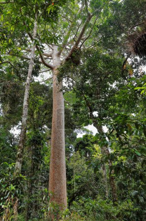 Téléchargez les photos : Grand spécimen de pin kauri du Queensland poussant dans la forêt tropicale humide couvrant la région de la rivière Barron dans les Tablelands d'Atherton près de la ville de Kuranda. Cairns-QLD-Australie. - en image libre de droit