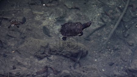 Foto de Par de tortugas con caparazón de sierra, hembra grande-macho pequeño, nadando en el agua clara del lago Eacham-Yidyam-Wiinggina junto a la terraza de observación en la zona de uso diurno. Atherton Tableland-Queensland-Australia. - Imagen libre de derechos