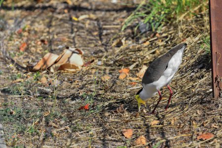 Photo for Masked lapwing of the northern subspecies -Vanellus miles miles- wading bird on the ground searching for food such as insects and worms in a suburban area of the town. Cairns-Queensland-Australia. - Royalty Free Image