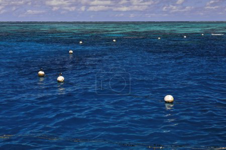 Téléchargez les photos : Buoy line limiting the area safe for swimming and snorkeling on the coral reef surrounding Green Island on the Great Barrier-background of waves breaking against the reef. Cairns-Queensland-Australia. - en image libre de droit