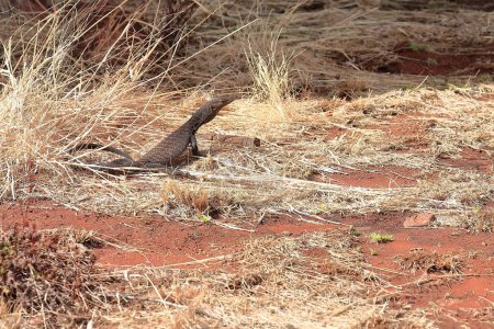 Téléchargez les photos : Sand goanna lizard -Tingka in Pitjantjatjara language- basking in the sun among dry straws of spinifex grass next to the path of the Mala section on the base walk. Petermann-North Territory-Australia. - en image libre de droit