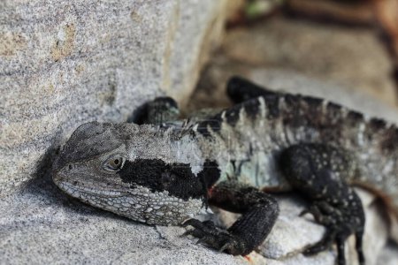 Photo for Australian water dragon -Intellagama lesueurii- resting on a rocky outcrop next to the Marine Parade walkway going to Shelly Beach along Cabbage Tree Bay in the Manly suburb. Sydney-NSW-Australia - Royalty Free Image