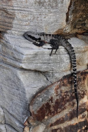 Foto de Australian water dragon -Intellagama lesueurii- resting on a rocky outcrop next to the Marine Parade walkway going to Shelly Beach along Cabbage Tree Bay in the Manly suburb. Sydney-NSW-Australia - Imagen libre de derechos