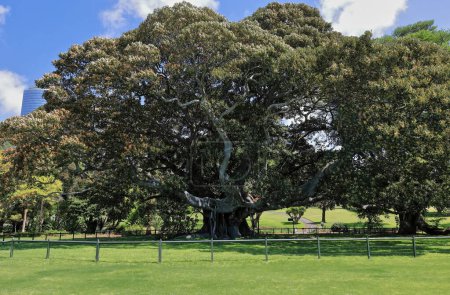 Enormous fig trees grow inside the Fig Tree Lawn, fenced space with harbour glimpses specially intended to host alfresco events in the Lower Garden of the Royal Botanic Garden. Sydney-NSW-Australia.