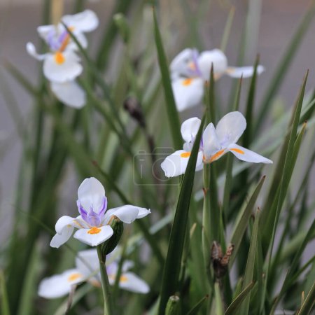 Téléchargez les photos : Grandes plantes et fleurs d'iris sauvages poussant comme mauvaises herbes environnementales dans les fosses d'arbres des arbres de la rue bordant le trottoir sur le côté impair de la rue Ormond, banlieue de Paddington. Sydney-NSW-Australie. - en image libre de droit