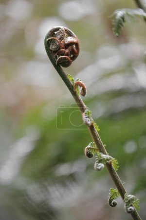 Photo for Close-up of crozier-shaped, fiddlehead, curling shoot, young frond in furled stage of soft tree fern or man fern -Dicksonia antarctica- on the rainforest loop walk near Apollo Bay. Victoria-Australia. - Royalty Free Image