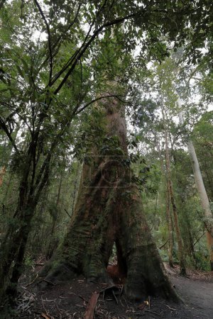 Téléchargez les photos : Hêtre à double myrte couvert de mousse Nothofagus cunninghamii- poussant sur la boucle de la forêt tropicale à côté de la Great Ocean Road traversant les chaînes d'Otway après Apollo Bay. Victoria-Australie. - en image libre de droit