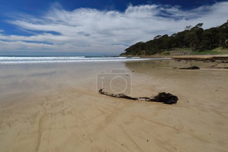 Photo for West-east view over Lorne Beach and Louttit Bay to Point Grey at their southeast with Lorne Pier at its foot going into the wavy sea of the Southern Ocean-Bass Strait. Surf Coast Shire-VIC-Australia. - Royalty Free Image