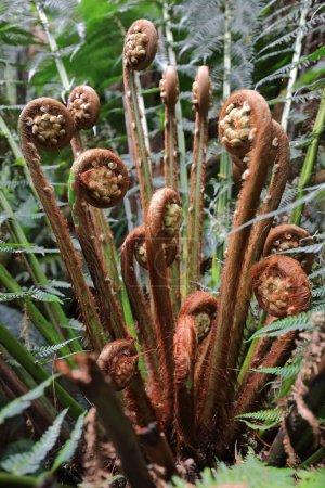 Photo for Close-up of crozier-shaped, fiddlehead, curling shoots, young fronds in furled stage of soft tree ferns or man ferns -Dicksonia antarctica- on the rainforest loop walk, Apollo Bay. Victoria-Australia. - Royalty Free Image