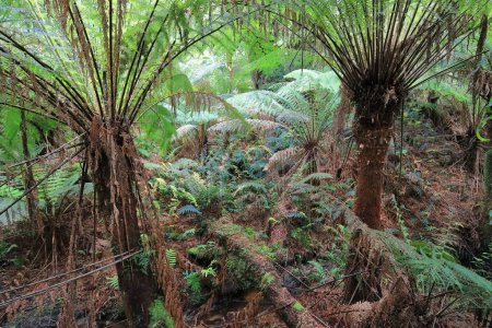 Photo for Man or soft tree ferns -Dicksonia antarctica- in various stages of growth on the rainforest loop walk next to the Great Ocean Road traversing the Otway Ranges past Apollo Bay town. Victoria-Australia. - Royalty Free Image