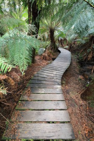 Photo for Wood boardwalk among man or soft tree ferns -Dicksonia antarctica- growing on the rainforest loop walk next to the Great Ocean Road traversing the Otway Ranges past Apollo Bay town. Victoria-Australia - Royalty Free Image