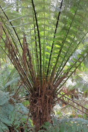 Photo for Close-up of the dark green, roughly-textured frond of a soft tree fern or man fern -Dicksonia antarctica- on the rainforest loop walk near the Great Ocean Road, Otway Ranges. Apollo Bay-VIC-Australia. - Royalty Free Image