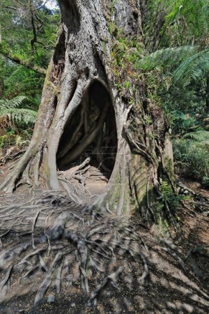 Téléchargez les photos : Hêtre myrte creux Nothofagus cunninghamii- mousse et épiphytes couverts sur la boucle de la forêt tropicale marchent près de la Great Ocean Road traversant les chaînes d'Otway. Apollo Bay-Victoria-Australie. - en image libre de droit