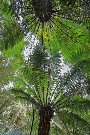 Photo for Canopy of soft tree ferns or man ferns -Dicksonia antarctica- covering the rainforest loop walk next to the Great Ocean Road as it traverses the Otway Ranges past Apollo Bay town. Victoria-Australia. - Royalty Free Image