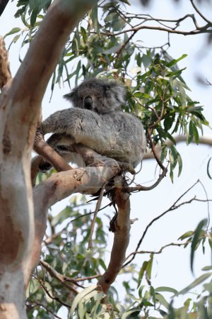 Téléchargez les photos : Koala victorien femelle assis sur une aire de repos entre les branches et les rameaux et les feuilles vertes d'un eucalyptus dans la région de Hordern Vale à côté de la Great Ocean Road. Victoria-Australie. - en image libre de droit