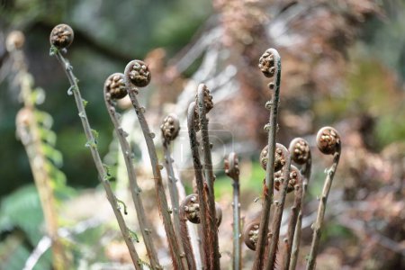 Photo for Close-up of crozier-shaped, fiddlehead, curling shoots, young fronds in furled stage of soft tree ferns or man ferns -Dicksonia antarctica- on the rainforest loop walk, Apollo Bay. Victoria-Australia. - Royalty Free Image