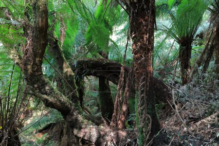 Photo for Hodgepodge of dark green fronds and roughly-textured trunks of soft tree ferns -Dicksonia antarctica- on the rainforest loop walk next to the Great Ocean Road, Otway Ranges. Apollo Bay-VIC-Australia. - Royalty Free Image
