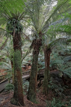 Photo for Wood boardwalk with railing among man or soft tree ferns -Dicksonia antarctica- growing on the rainforest loop walk near the Great Ocean Road crossing the Otway Ranges, Apollo Bay. Victoria-Australia. - Royalty Free Image