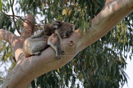 Weiblicher Viktorianischer Koala mit Joey auf dem Rücken, der auf der glatten Rinde eines großen Astes unter den Blättern eines Eukalyptusbaums im Hordern Vale-Gebiet neben der Great Ocean Road ruht. Victoria-Australien.