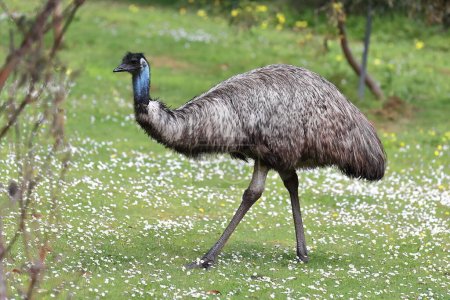 Emu-Vogel mit weichem braunem Gefieder von zotteligem Aussehen, bläulicher Gesichtshaut und langem Hals, der durch das mit Gänseblümchen bewachsene Feuchtgebiet innerhalb des ruhenden Vulkangebiets Tower Hill spaziert. Victoria-Australien.