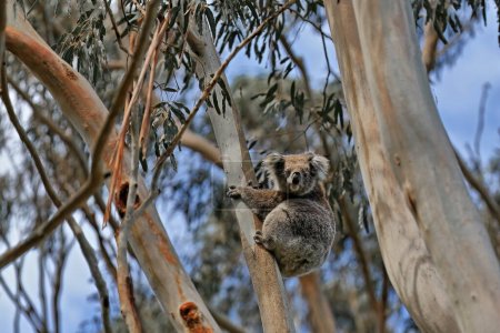 Téléchargez les photos : Koala victorien assis sur une aire de repos entre les branches et les rameaux et les feuilles vertes d'un eucalyptus dans la zone volcanique dormante Tower Hill à côté de Warrnambool ville. Victoria-Australie. - en image libre de droit