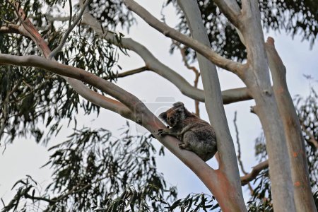 Téléchargez les photos : Koala victorien assis sur une aire de repos entre les branches et les rameaux et les feuilles vertes d'un eucalyptus dans la zone volcanique dormante Tower Hill à côté de Warrnambool ville. Victoria-Australie. - en image libre de droit