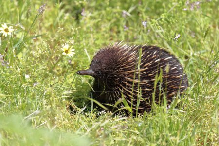 Photo for Short-beaked echidna monotreme mammal clad in sharp spines roaming the grass and daisies covered wetland inside the Tower Hill dormant volcano midway between Port Fairy and Warrnambool. VIC-Australia. - Royalty Free Image