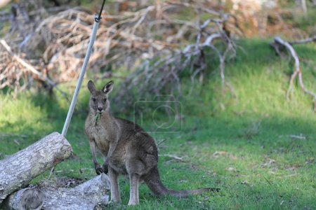 Téléchargez les photos : Kangourou gris de l'Est mâle avec de l'herbe dans l'embouchure broutant le soir sur une prairie entourée de broussailles près du jardin communautaire de Halls Gap et de la réserve de loisirs. Les Grampians-VIC-Australie. - en image libre de droit