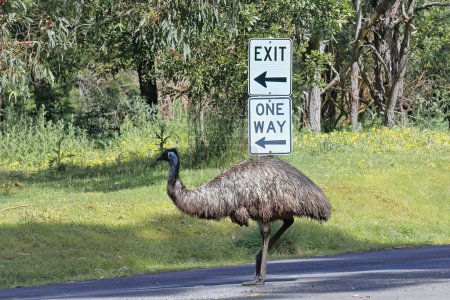 Photo for Emu bird showing soft brown plumage of furry appearance, bluish face skin exposed and long neck, walking the sealed road leading to the exit of the Tower Hill dormant volcano area. Victoria-Australia. - Royalty Free Image