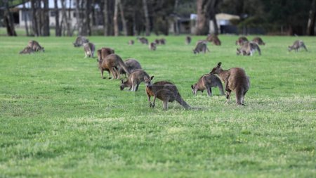 Téléchargez les photos : Une foule de kangourous gris de l'Est mâles et femelles broutent le soir sur une prairie bordée d'arbres à côté du site sportif Halls Gap Community Garden-Recreation Reserve. Les Grampians-VIC-Australie. - en image libre de droit