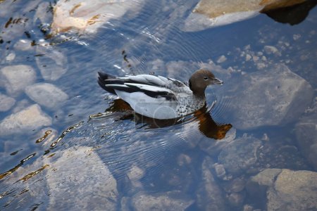 Photo for Lonely male Australian wood duck -Chenonetta jubata- swimming the shallow waters of Stoney Creek running through Halls Gap tourist village at the foot of the Grampian Mountains. Victoria-Australia. - Royalty Free Image