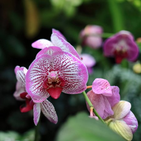 Foto de Phalaenopsis Fuller 's Pink Swallow orchid, híbrido entre Ph.Ching Ann Angel y Ph.Chian Xen Pearl con marcas de color rojo violeta y bordes de color rosa oscuro, Fitzroy Gardens. Melbourne-VIC-Australia. - Imagen libre de derechos