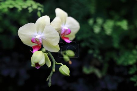 Foto de Phalaenopsis Fuller 's Sunset orchid, híbrido de Phal. Taisuco Date y Phal. Chian Xen Queen, con flores de color verde-amarillo lechoso y un labio rosa-magenta-púrpura, Fitzroy Gardens. Melbourne-VIC-Australia. - Imagen libre de derechos