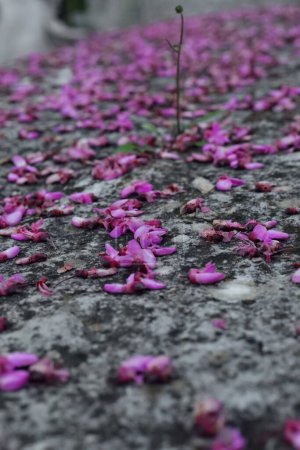 Téléchargez les photos : IMAGE CHOISI. Pétales rose foncé de Judas arbre Cercis siliquastrum fleurs étalées sur le capsulage en pierre d'un mur de parapet sur un trottoir dans la partie supérieure de la vieille ville. Gjirokaster-Albanie. - en image libre de droit