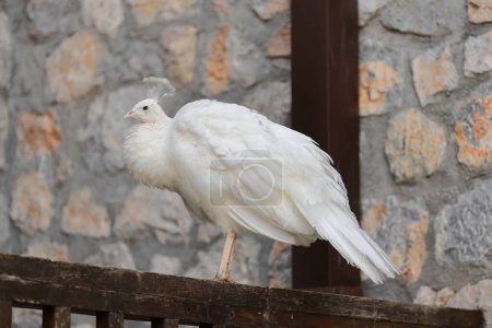 Photo for Leucistic male peafowl - peacock- perching on a wood handrail in the Holy Archangels Church courtyard, core of the Saint Naum Monastery -Manastir Sveti Naum- founded in AD 905. Ohrid-North Macedonia. - Royalty Free Image