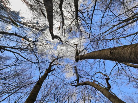 Foto de Vista en ángulo bajo de troncos de haya desnudos y convergentes contra el cielo azul con nubes blancas a principios de la primavera, junto a una ruta de senderismo a lo largo de la ladera oeste de la montaña de Galicia. Ohrid-Macedonia del Norte. - Imagen libre de derechos